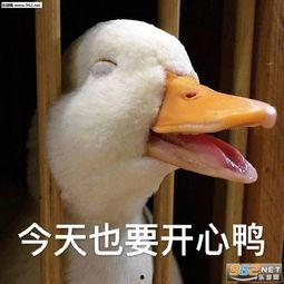 娱乐吃瓜鸭鸭鸭视频,鸭鸭鸭鸭视频带你领略娱乐圈新鲜事