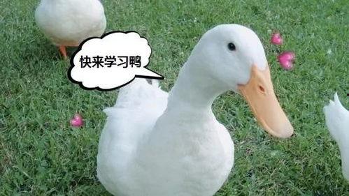 娱乐吃瓜鸭鸭鸭视频,鸭鸭鸭鸭视频带你领略娱乐圈新鲜事